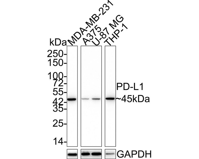 PD-L1 (CD274) Antibody in Western Blot (WB)