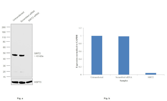 SIRT2 Antibody in Western Blot (WB)