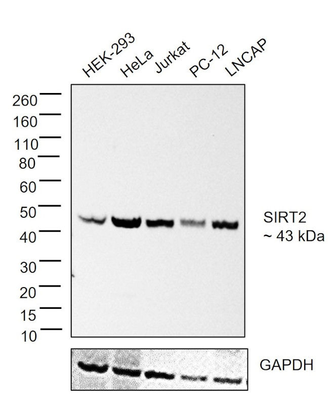 SIRT2 Antibody in Western Blot (WB)