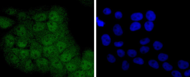 STAT5 alpha/beta Antibody in Immunocytochemistry (ICC/IF)