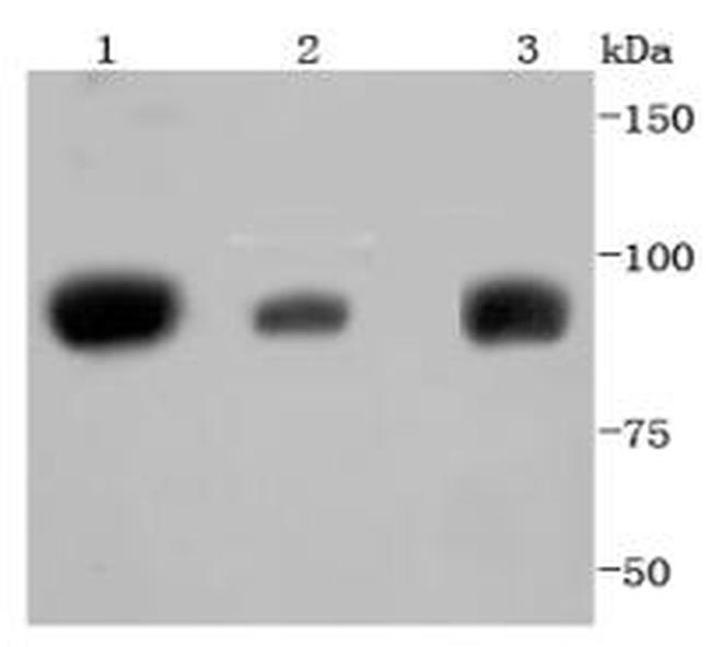 STAT5 alpha/beta Antibody in Western Blot (WB)