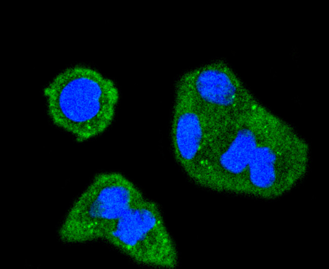 Phospho-SHIP1 (Tyr1020) Antibody in Immunocytochemistry (ICC/IF)