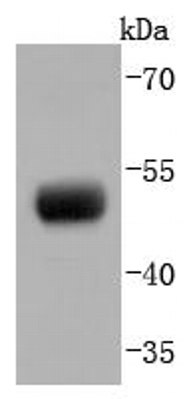 PAX8 Antibody in Western Blot (WB)