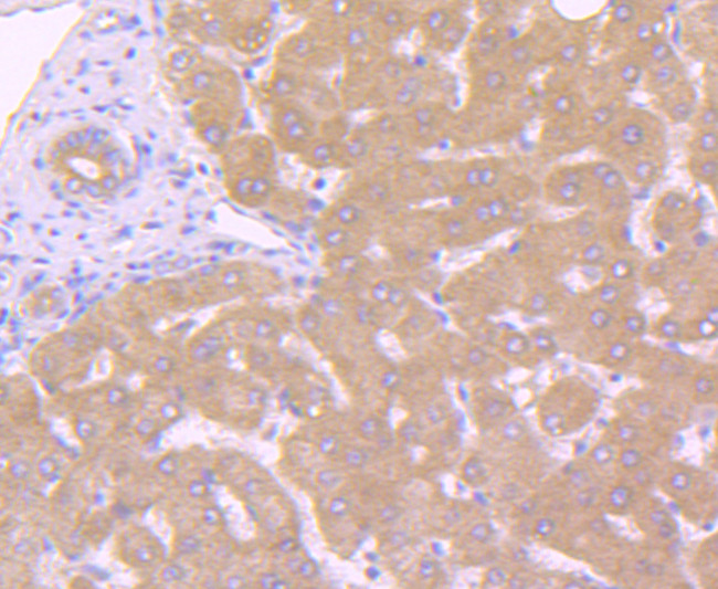 Caspase 10 Antibody in Immunohistochemistry (Paraffin) (IHC (P))