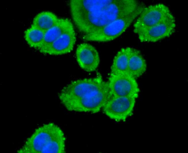 CD3d Antibody in Immunocytochemistry (ICC/IF)