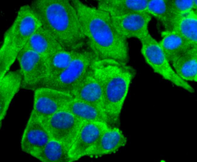 PRDX2 Antibody in Immunocytochemistry (ICC/IF)