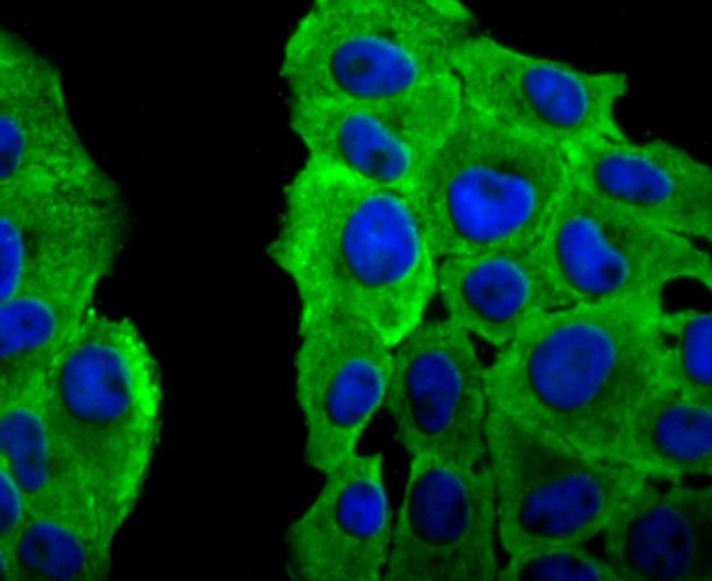 PRDX2 Antibody in Immunocytochemistry (ICC/IF)