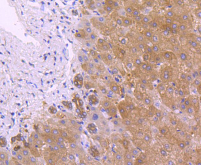 PRDX2 Antibody in Immunohistochemistry (Paraffin) (IHC (P))