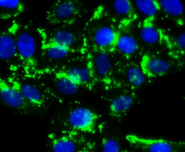 HDAC6 Antibody in Immunocytochemistry (ICC/IF)