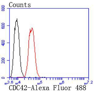 Cdc42 Antibody in Flow Cytometry (Flow)