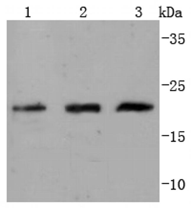 Cdc42 Antibody in Western Blot (WB)