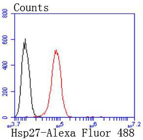 HSP27 Antibody in Flow Cytometry (Flow)