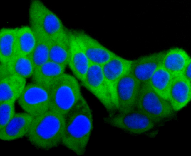 HSP27 Antibody in Immunocytochemistry (ICC/IF)