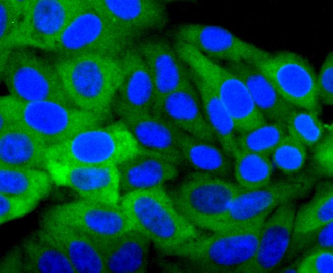 HSP27 Antibody in Immunocytochemistry (ICC/IF)