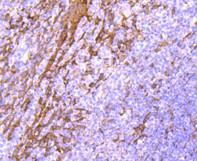 HSP27 Antibody in Immunohistochemistry (Paraffin) (IHC (P))