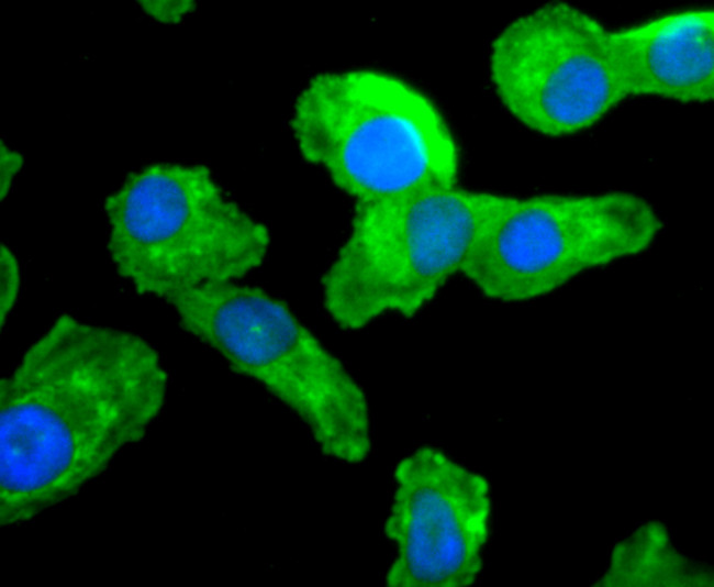 Cdc45L Antibody in Immunocytochemistry (ICC/IF)