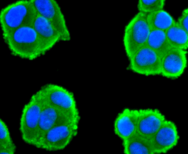 Cdc45L Antibody in Immunocytochemistry (ICC/IF)