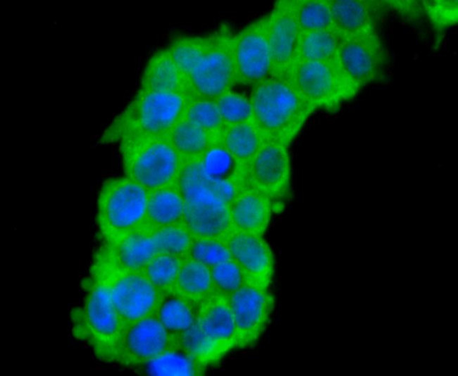 Cdc45L Antibody in Immunocytochemistry (ICC/IF)