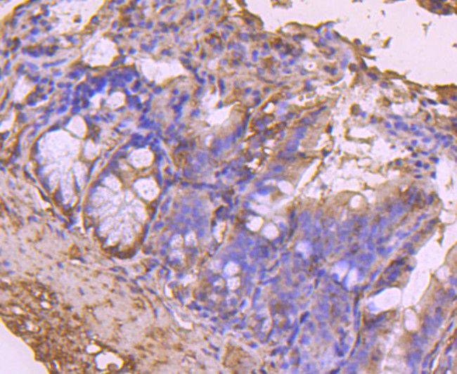 Cdc45L Antibody in Immunohistochemistry (Paraffin) (IHC (P))