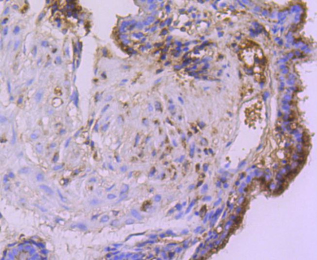 Cystatin C Antibody in Immunohistochemistry (Paraffin) (IHC (P))