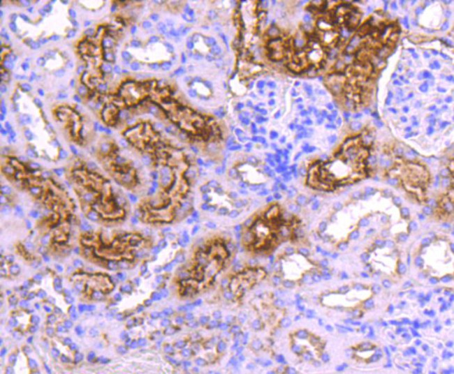 Cystatin C Antibody in Immunohistochemistry (Paraffin) (IHC (P))