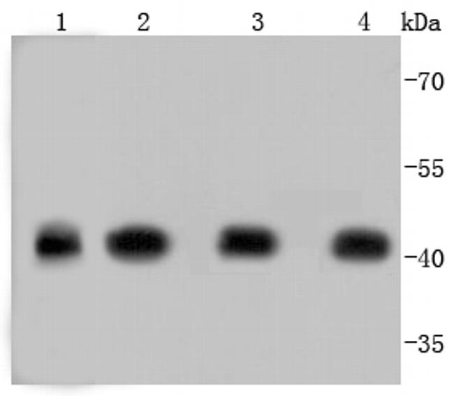 Actin Antibody in Western Blot (WB)