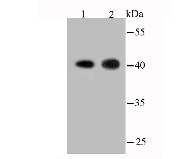 Actin Antibody in Western Blot (WB)