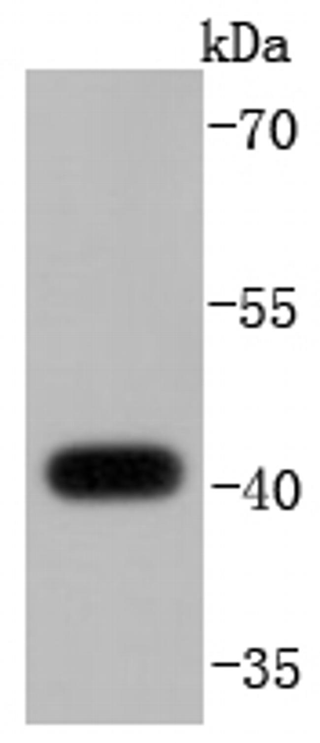 MKP-1 Antibody in Western Blot (WB)