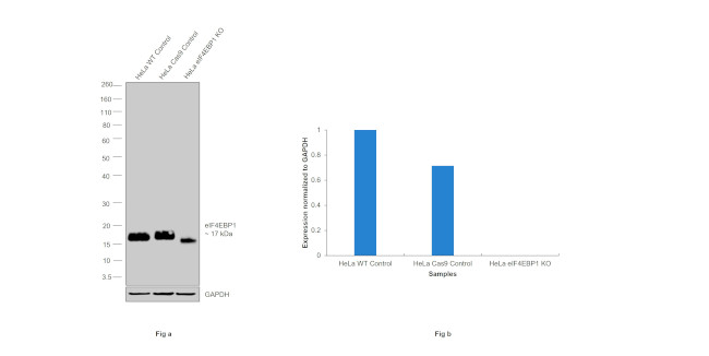 4EBP1 Antibody