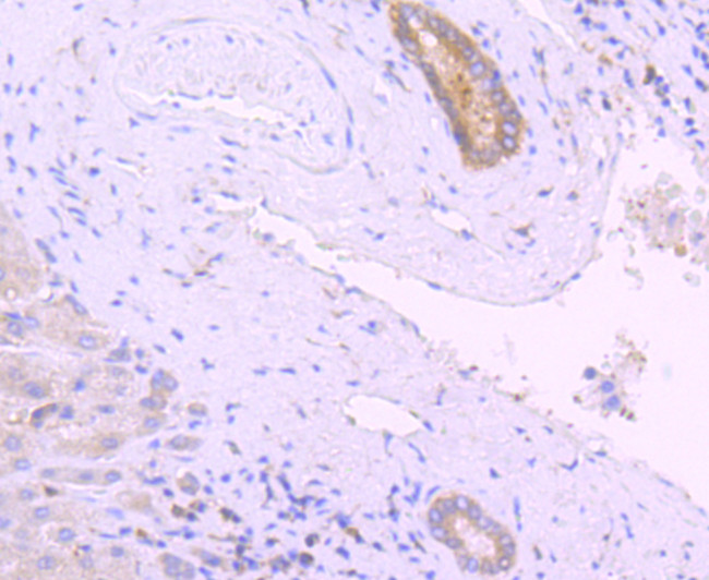 PKC delta Antibody in Immunohistochemistry (Paraffin) (IHC (P))