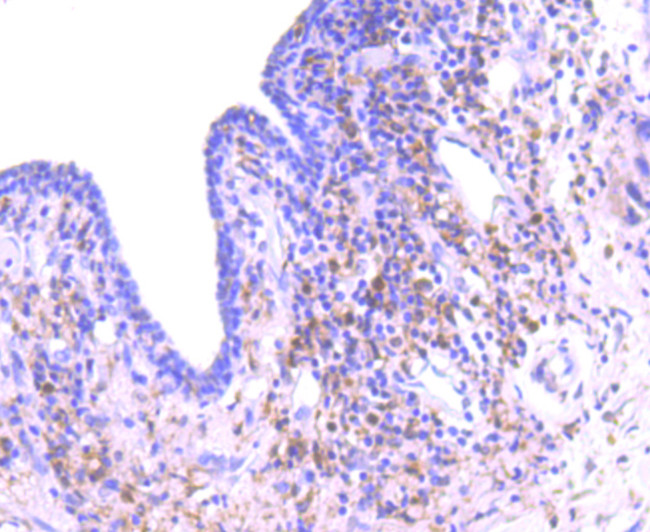 PKC delta Antibody in Immunohistochemistry (Paraffin) (IHC (P))