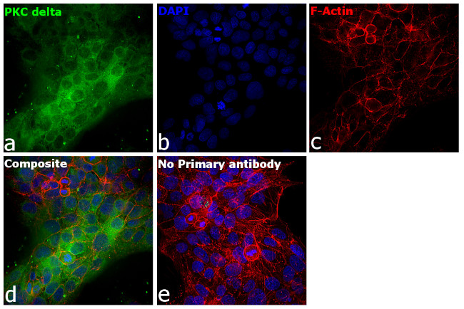 PKC delta Antibody in Immunocytochemistry (ICC/IF)