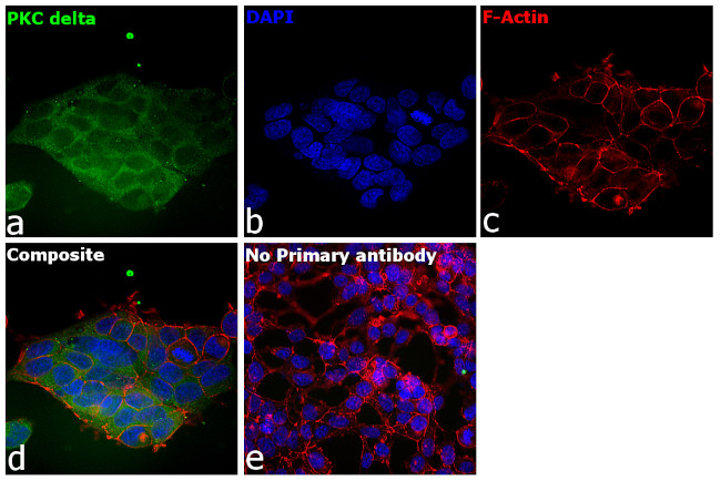 PKC delta Antibody in Immunocytochemistry (ICC/IF)