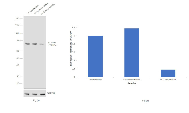 PKC delta Antibody