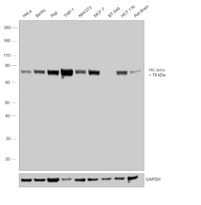 PKC delta Antibody in Western Blot (WB)