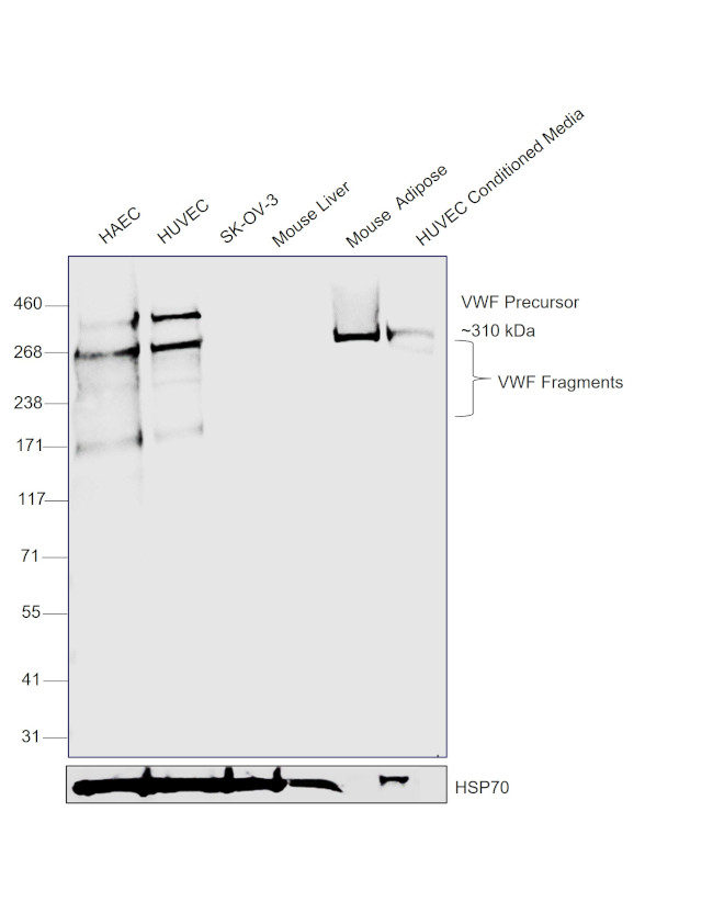 VWF Antibody in Western Blot (WB)