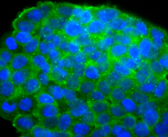 IGF2 Antibody in Immunocytochemistry (ICC/IF)