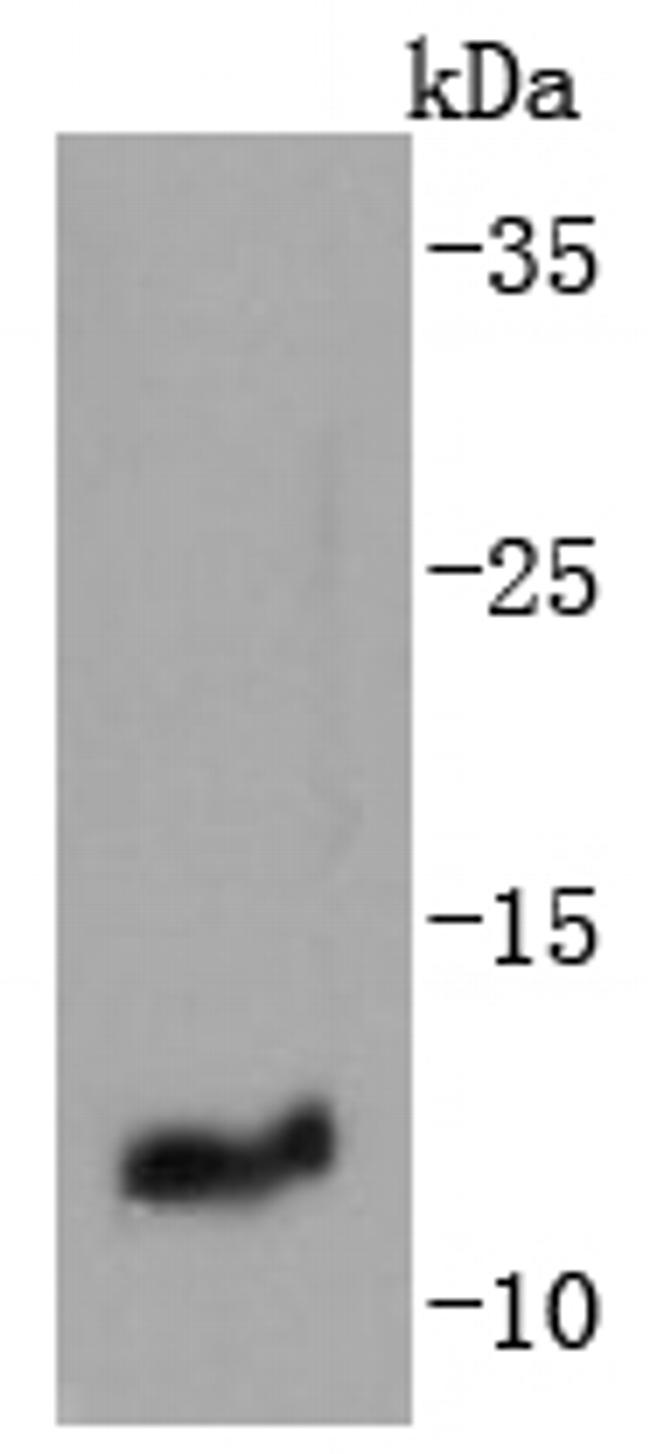 IGF2 Antibody in Western Blot (WB)