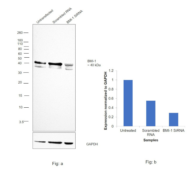 BMI-1 Antibody