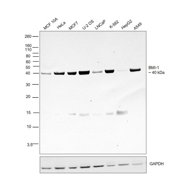 BMI-1 Antibody in Western Blot (WB)