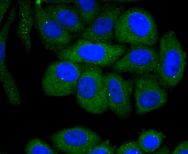 Fas Antibody in Immunocytochemistry (ICC/IF)