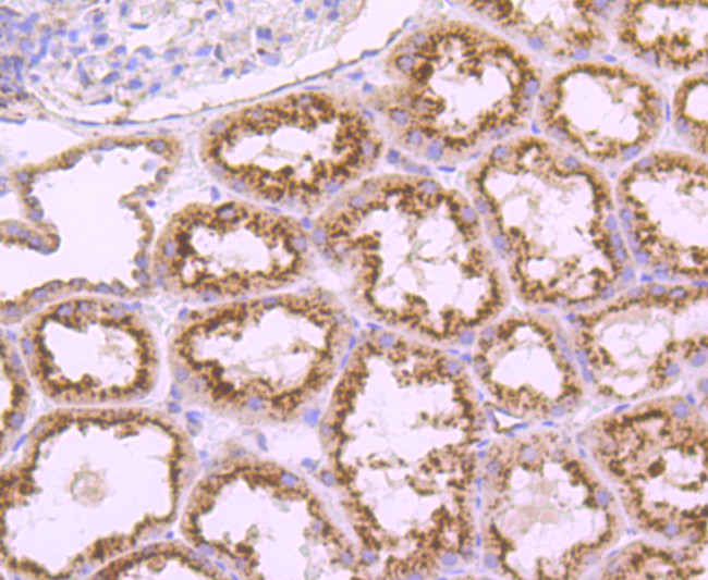 CD107a (LAMP-1) Antibody in Immunohistochemistry (Paraffin) (IHC (P))