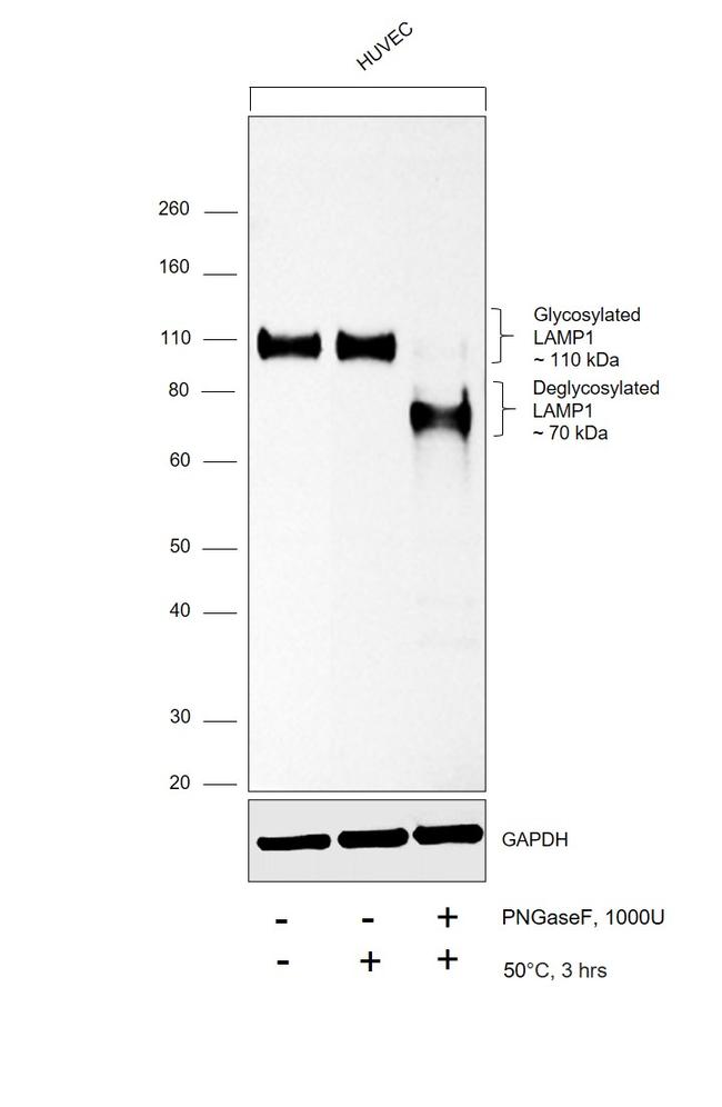 CD107a (LAMP-1) Antibody in Western Blot (WB)