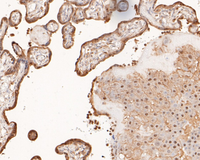 c-Fos Antibody in Immunohistochemistry (Paraffin) (IHC (P))