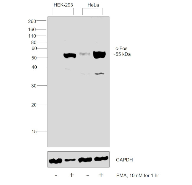 c-Fos Antibody in Western Blot (WB)