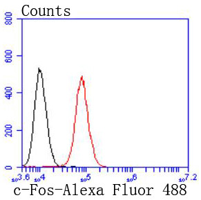 c-Fos Antibody in Flow Cytometry (Flow)