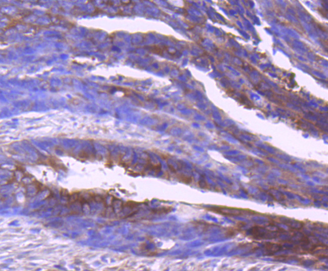 IDE Antibody in Immunohistochemistry (Paraffin) (IHC (P))