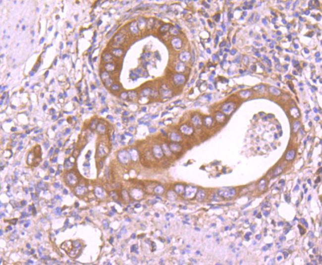 IDE Antibody in Immunohistochemistry (Paraffin) (IHC (P))