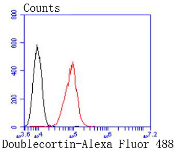 Doublecortin Antibody in Flow Cytometry (Flow)