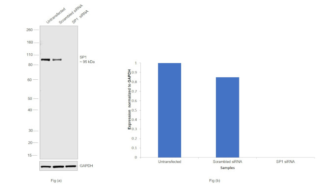 SP1 Antibody